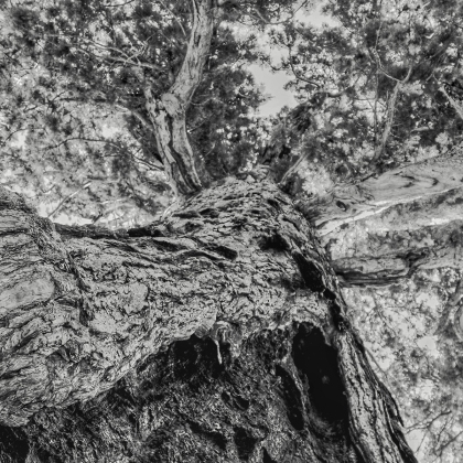 Grizzly-Giant-Straight-Up-02-01