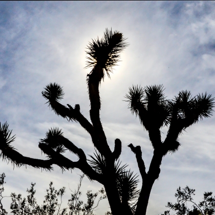 Joshua-Tree-